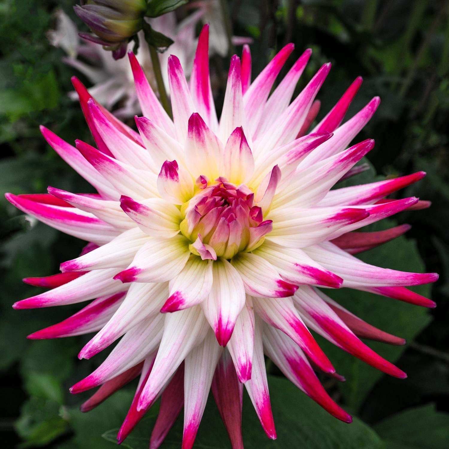 Daalia 'Jura'